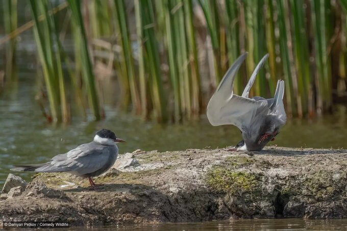 Ogoszono finalistw konkursu Nikon Comedy Wildlife Photography Awards 2024