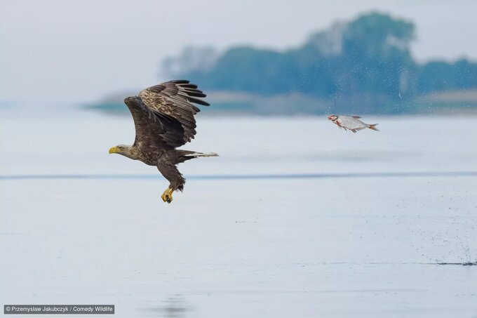 Ogoszono finalistw konkursu Nikon Comedy Wildlife Photography Awards 2024