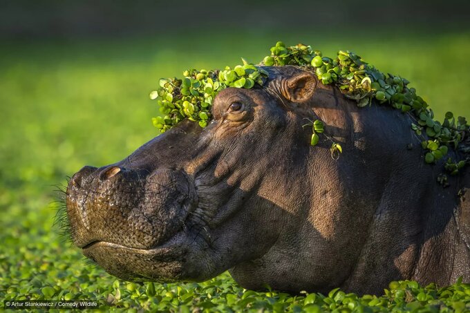 Ogoszono finalistw konkursu Nikon Comedy Wildlife Photography Awards 2024