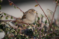 Sony FE 400-800 mm f/6.3-8 G OSS - zdjcia przykadowe