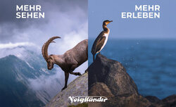 Lornetki Voigtländer Vienna APO Lornetki Voigtländer Vienna APO